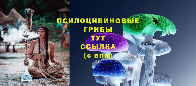 сколько стоит  Печоры  Псилоцибиновые грибы Cubensis 